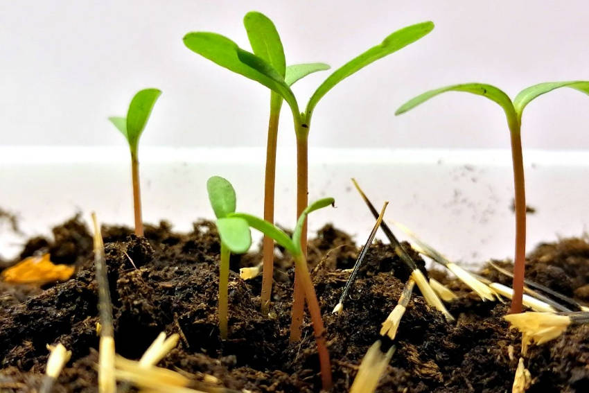 Marigold seedlings store